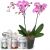 Send Pink-Dream-orchid-with-Gottlieber-tea-gift-set to Switzerland
