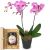send Pink-Dream-orchid-with-Swiss-blossom-honey-Mid to Switzerland