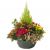 Send Plants-arrangement-for-funeral to Luxembourg