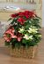 Send Poinsettia-plants-in-basket-Mid to Italy