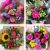 Send Summer-Bouquet to United Kingdom