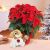 Send Tenerissimo-Natale to Italy