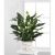 Send The-FTD-Comfort-Planter-Min to United States