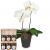 send White-Dream-orchid-with-honey-gift-set-Mid to Switzerland