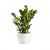 Send Zamioculcas-Max to Austria