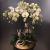 Phalaenopsis in ceramic vase