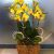 Phalaenopsis in plastic vase
