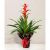 Guzmania