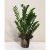 Zamioculcas