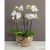 Orchid in glass bowl