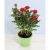 Little roses in pot