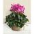 Cyclamen in basket