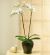 PHALEONOPSIS ORCHID PLAN IN POT WITH TWO STEMS
