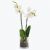 White orchid 190512