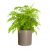 Venus Hair Fern