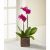 FTD Fuchsia Phalaenopsis Orchid