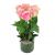 6 Pink Roses in Vase