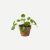 Plant - Pilea