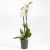 Christmas Orchid