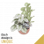 Plant Bowl