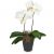 White Orchid (Phalaenopsis)