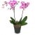 Deep pink Orchid (Phalaenopsis)
