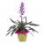 Bromelia Plant-Min