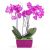 Arrangement of Phalaenopsis Orchids-Min