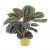 Calathea Plant-Min