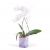 White Phalaenopsis Plant-Min