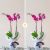 Orchids Bundle