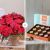 Poinsettia plant + Trapa chocolate