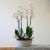 Centrepiece of white Phalaenopsis plants