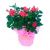 Thank you Mother - rose plant