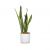 Snake Plant