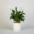 White Peace Lily