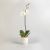 Moth Orchid