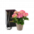 Pink Beauty 240154
