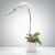 White Orchid