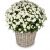 Rest in Peace-white chrysanthemum for the cemetery