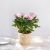 Rosier - Rosebush