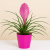 Tillandsia plant