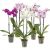 Orchid