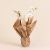 White Orchid - Premium Orchid Plant