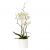 White orchid in a pot