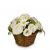 Basket Spring Dream