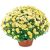 Flowerpot chrysanthemum
