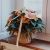 Indoor plant Star Magic poinsettia