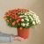 Duo chrysanthemes multicolores
