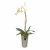 Orchid in Deco Vase